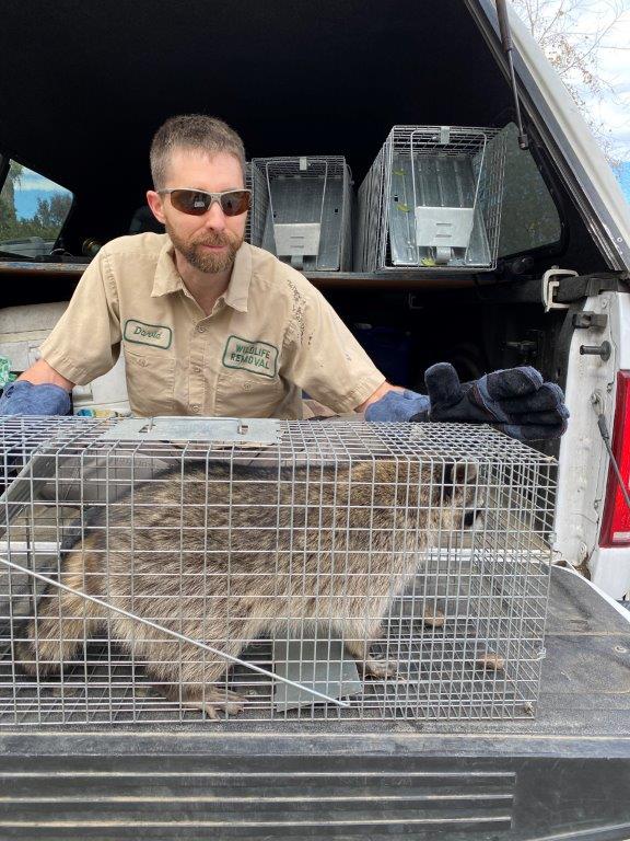 Salt Lake City raccoon trapping